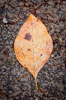 20231016DSC_6882-Enhanced-NR