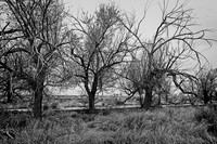 DSC_2527