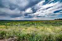 Alfalfa Field