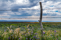 Flowering Alfalfa